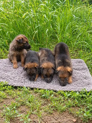 1-3 months Female Purebred German Shepherd
