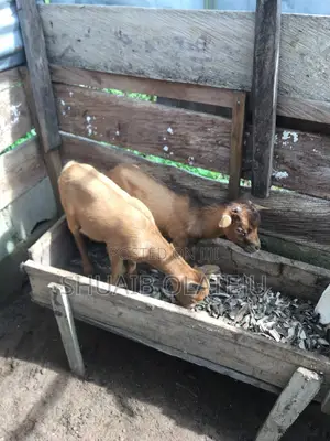 Healthy and Good Looking Goats Female and Mala