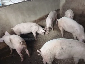 Pigs and Fresh Pork for Sale