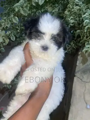 3-6 months Male Purebred Lhasa Apso