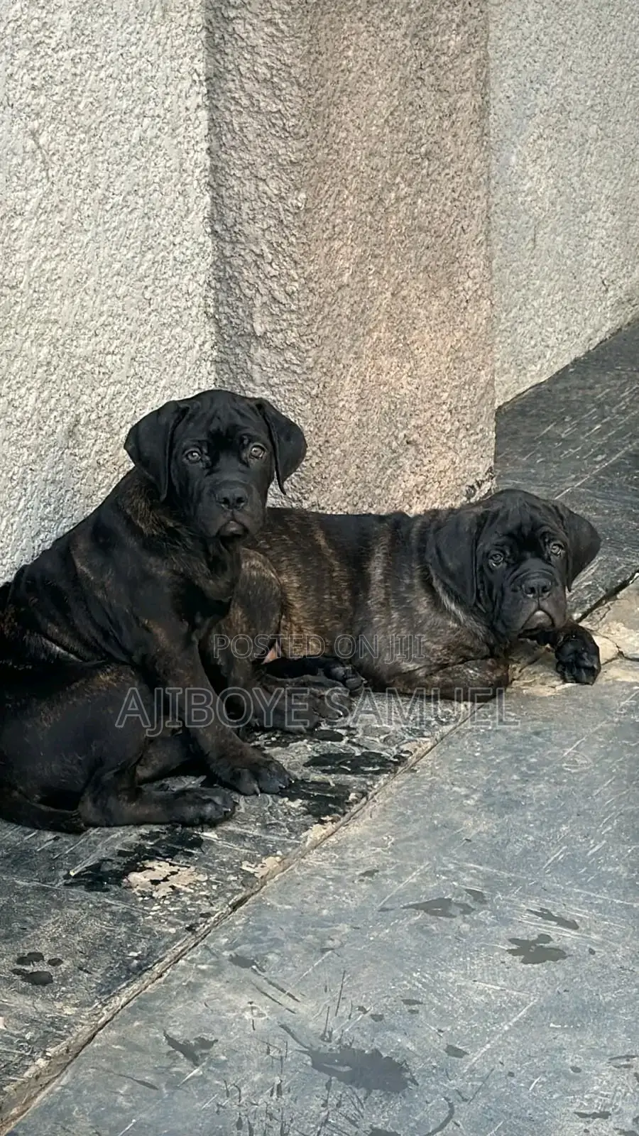 Dog Daycare