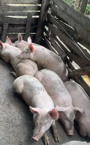 Pure Landrace and Large White Pigs