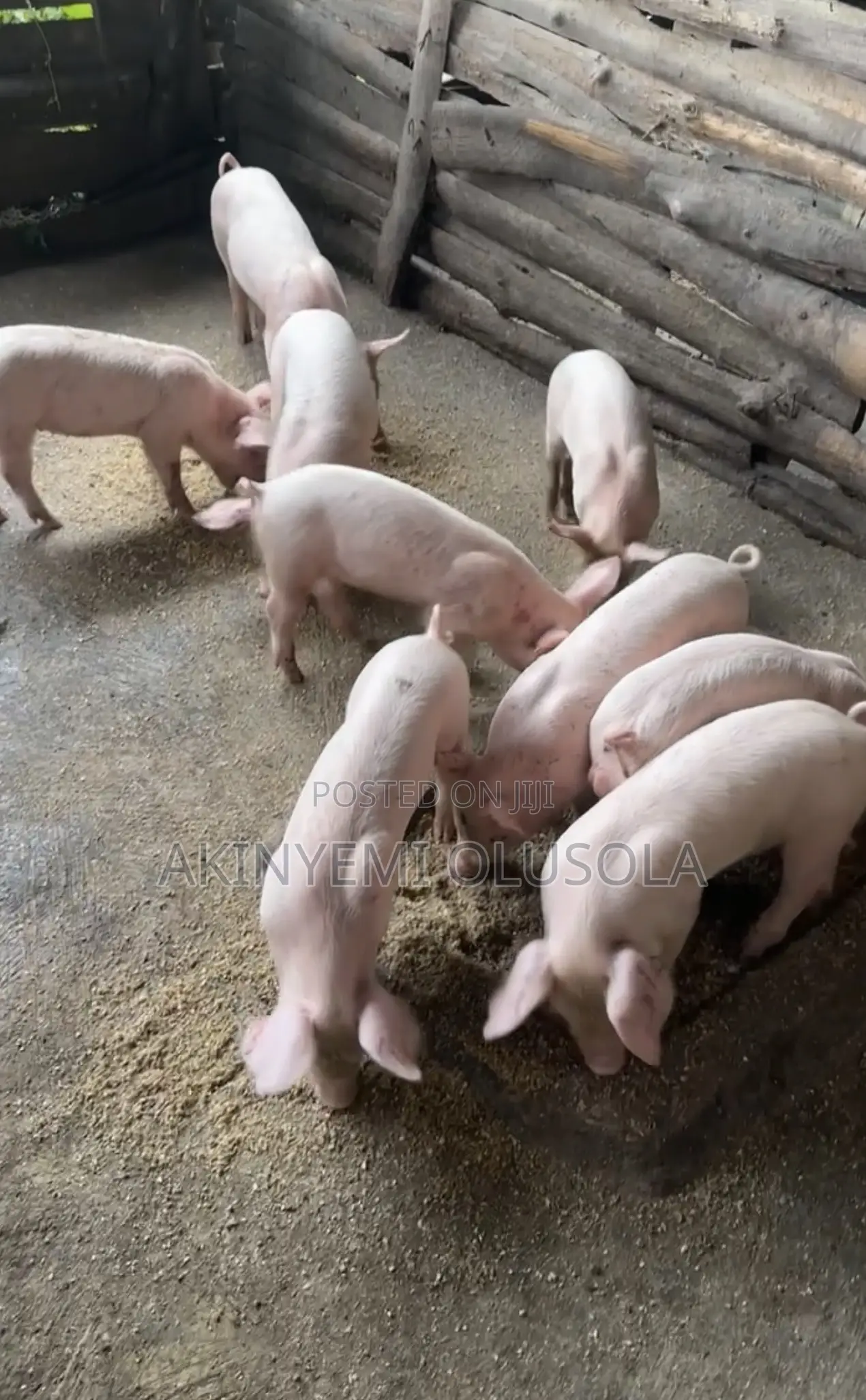 Pure Weaners