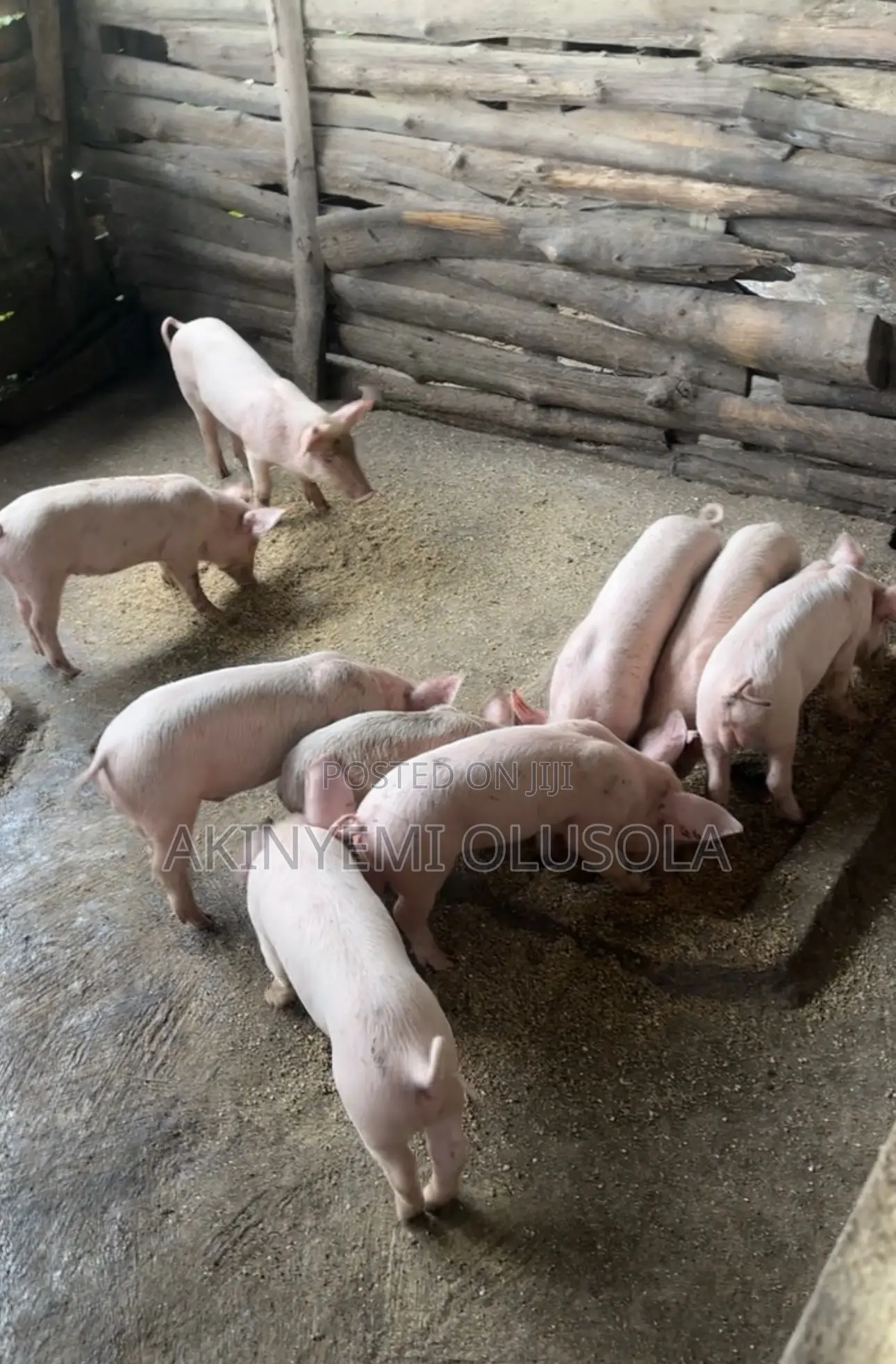 Pure Weaners
