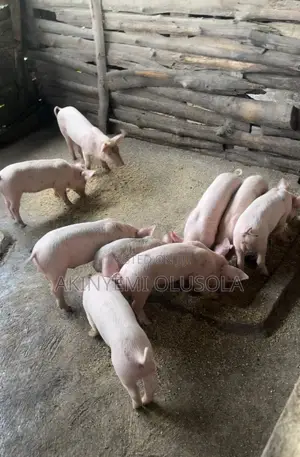 Pure Weaners