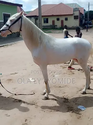 Livestock Horse for Sell