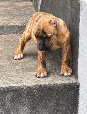 1-3 months Male Purebred Boerboel