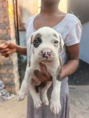 1-3 months Male Purebred American Pit Bull Terrier