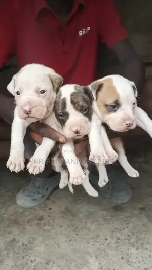1-3 months Female Purebred American Pit Bull Terrier