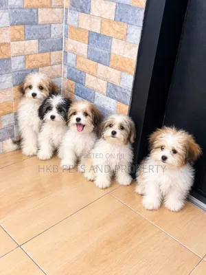 1-3 months Female Purebred Lhasa Apso
