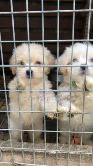 1-3 months Female Purebred Lhasa Apso
