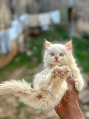 1-3 months Female Purebred Persian