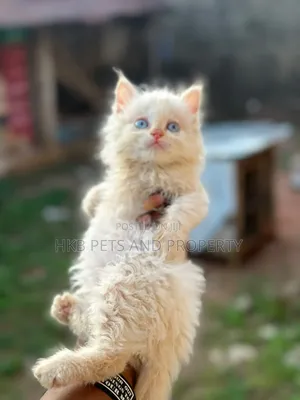 1-3 months Female Purebred Persian
