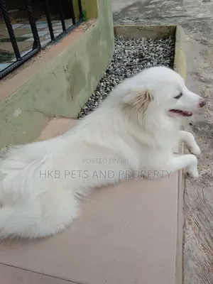 6-12 months Female Purebred American Eskimo