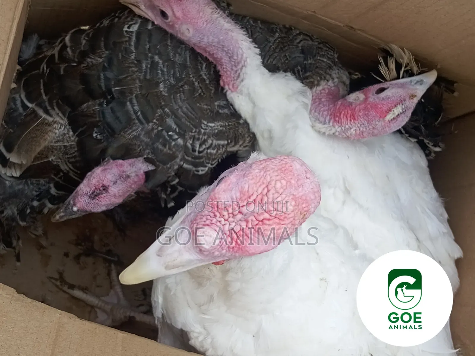 Grasscutters and Poultry Available for Sale
