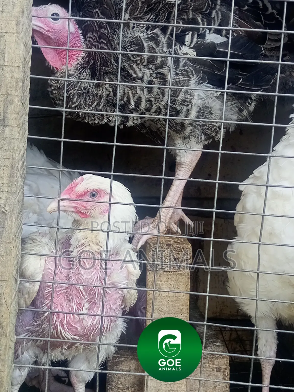 Grasscutters and Poultry Available for Sale