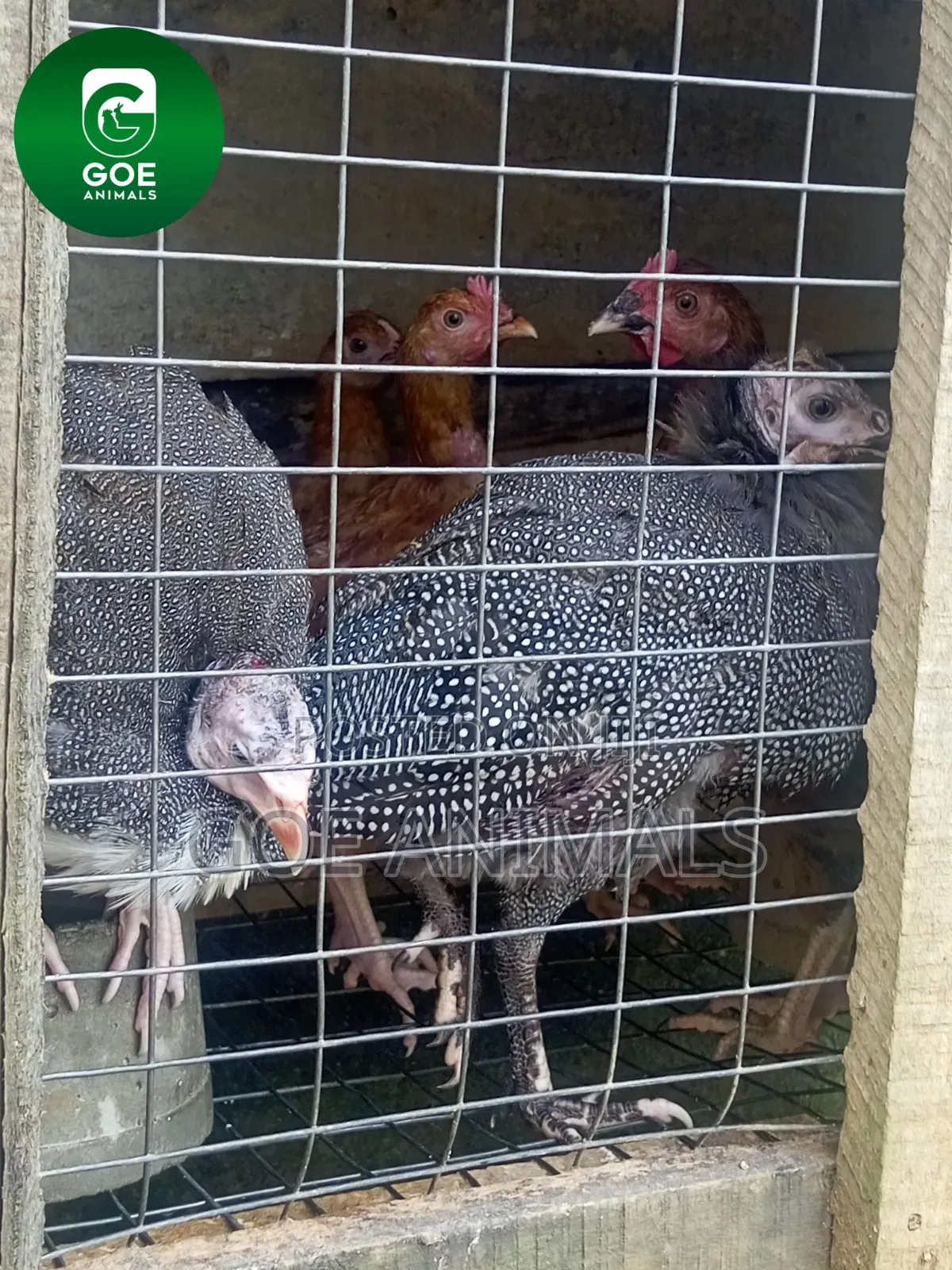 Grasscutters and Poultry Available for Sale