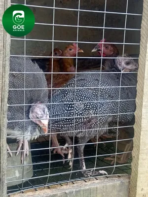 Grasscutters and Poultry Available for Sale