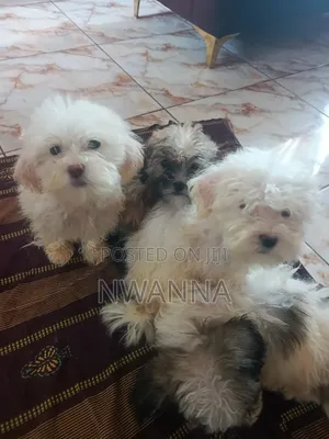 1-3 months Male Purebred Lhasa Apso
