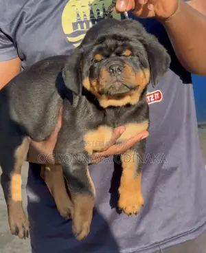 1-3 months Female Purebred Rottweiler