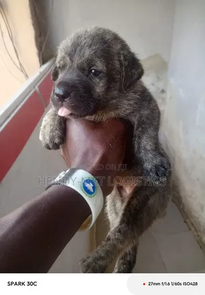 0-1 month Male Purebred Boerboel
