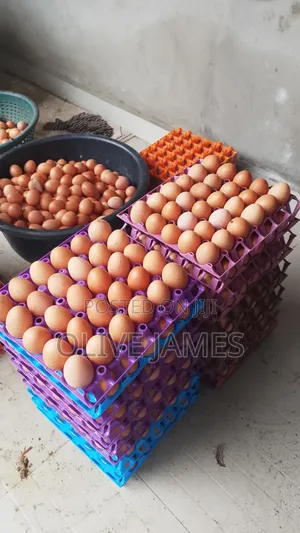 Olive's Eggs
