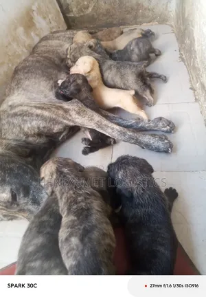 0-1 month Female Purebred Boerboel