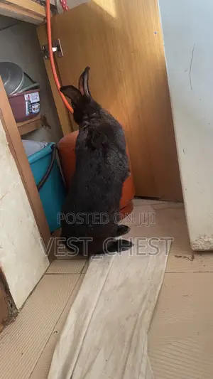 Adult Pet Rabbit Over 3kg