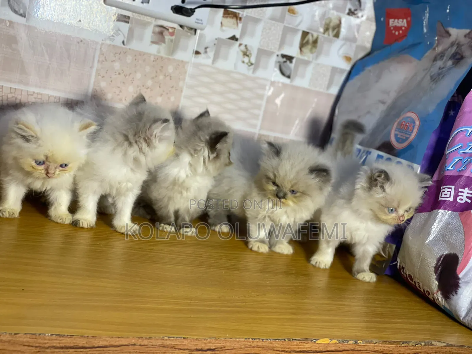 1-3 months Female Purebred Persian