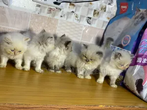 1-3 months Female Purebred Persian