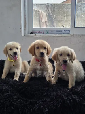 1-3 months Female Purebred Golden Retriever