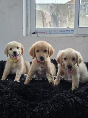 1-3 months Female Purebred Golden Retriever