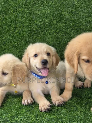 1-3 months Female Purebred Golden Retriever