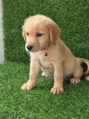 1-3 months Female Purebred Golden Retriever