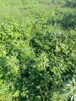 1,000sqm Residential Land at NafValley Estate, Asokoro