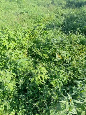 2 Hectares Residential Land at Wasa Phase 1