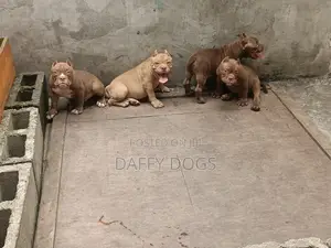 3-6 months Male Purebred American Bully