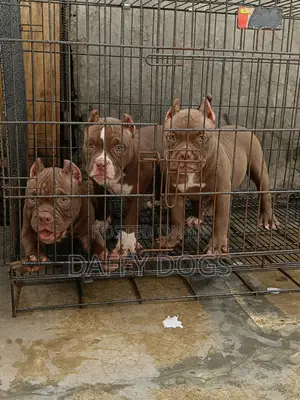 3-6 months Male Purebred American Bully