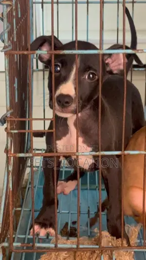 1-3 months Male Purebred American Pit Bull Terrier