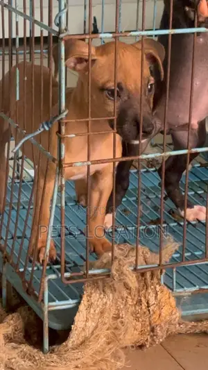 1-3 months Male Purebred American Pit Bull Terrier