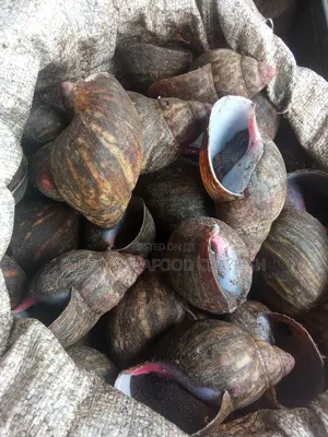 Premuim Gaint African Snail 100% Jumbo Size