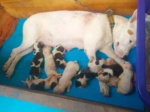 0-1 month Female Purebred American Pit Bull Terrier