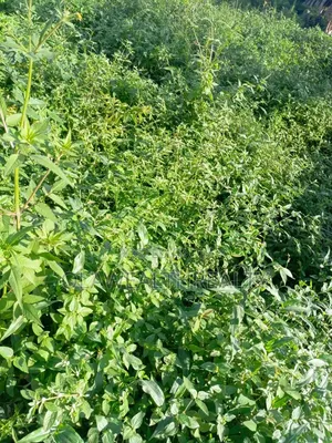 1,800sqm Residential Land at Kaura
