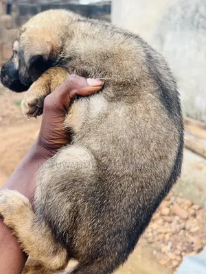 1-3 months Male Purebred German Shepherd