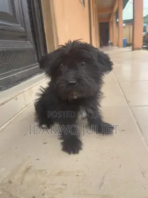 1-3 months Male Mixed Breed Lhasa Apso