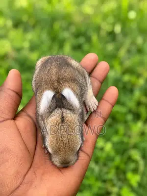 Healthy Weaner Rabbits Available