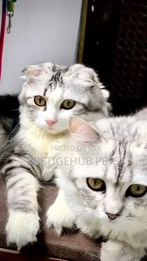 6-12 months Male Purebred Scottish Fold