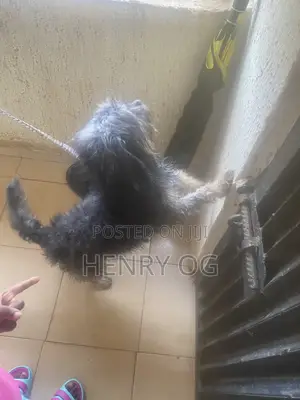 6-12 months Female Purebred Lhasa Apso