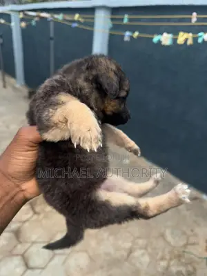 0-1 month Female Purebred German Shepherd