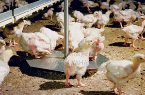 A Day Broiler